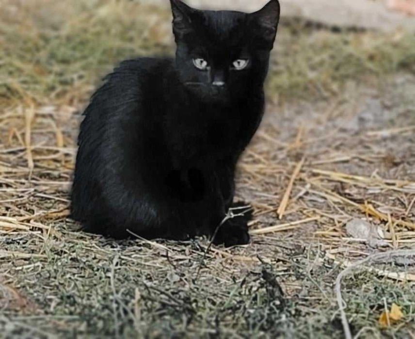 3 kocięta do adopcji