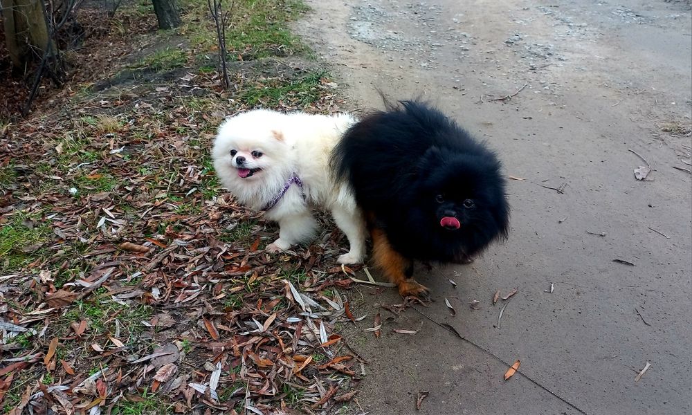 Вязка померанский шпиц