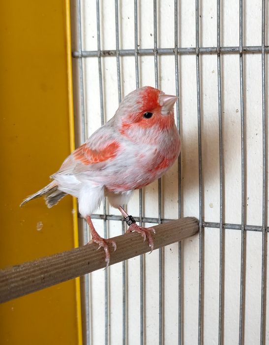 Canários Ágata Opala mosaico vermelho