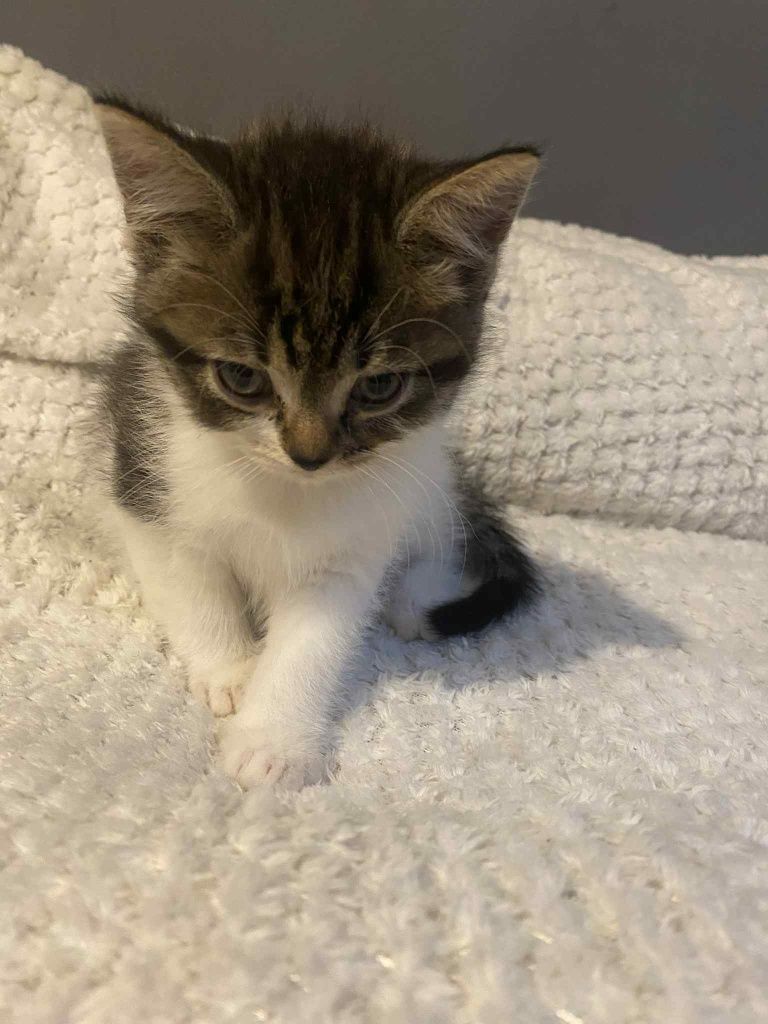 koty do adopcji po Persie mamie