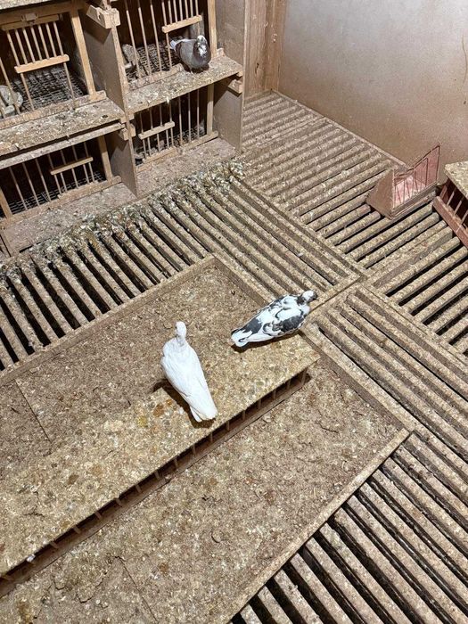 Sprzedam gołębie kumru kumru