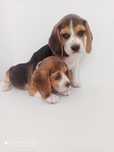 Beagle śliczna sunia