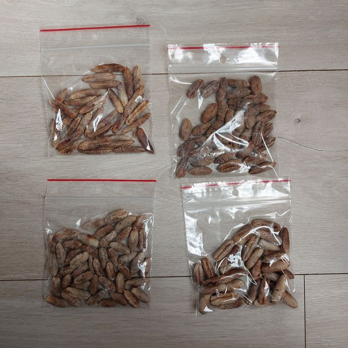 Bio Nasiona Daktylowca Właściwego, organiczne - Phoenix Dactylifera -