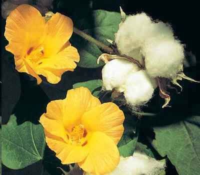 5 sementes da planta Algodão Ornamental - Gossypium herbaceum