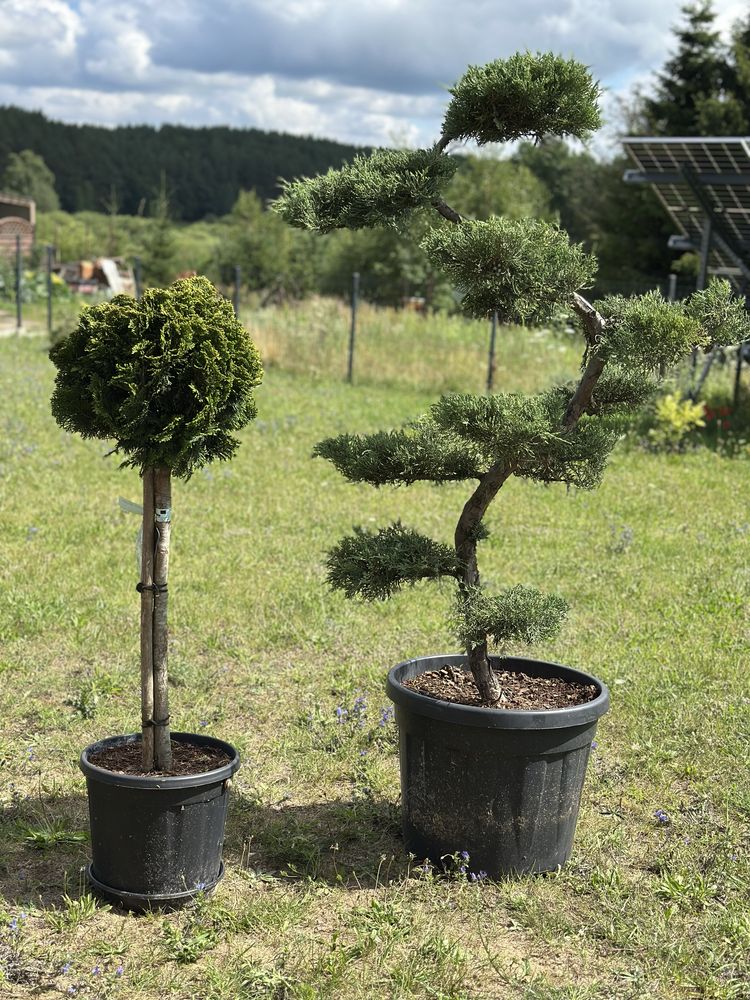 Bonsai , drzewko , jałowiec , juniperius grey owl