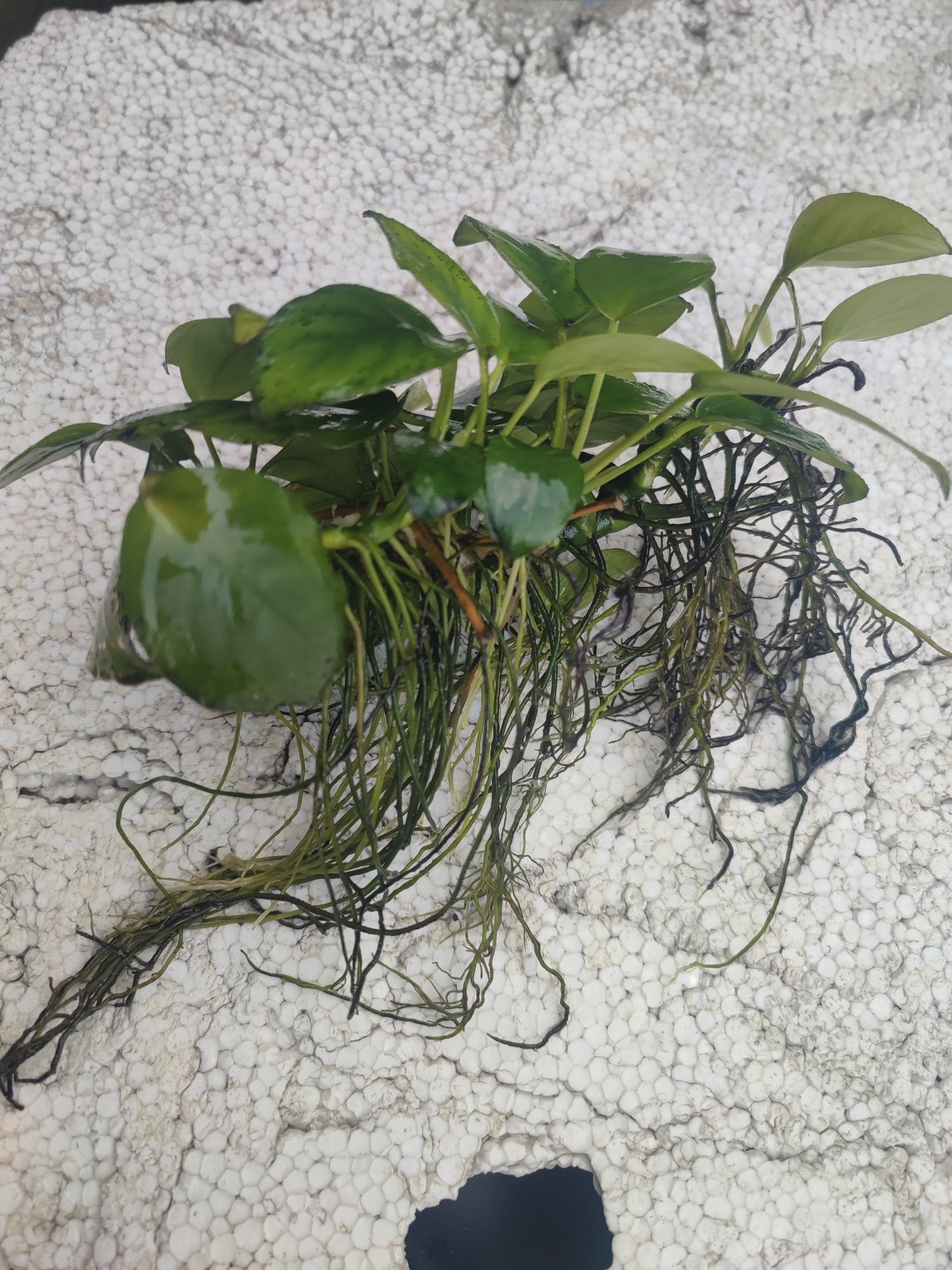 Anubias roślinka akwariowa