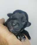 Yorkshire Terrier, Black, czarny