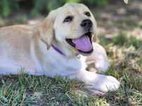 Labrador retriever suczka żółta biszkoptowa Kalipso ZKwP FCI