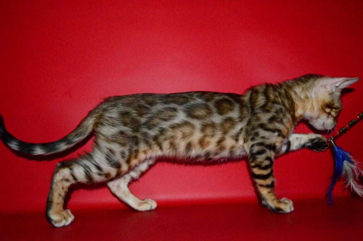 Отличный котенок. Розетки на золоте. Документы.
