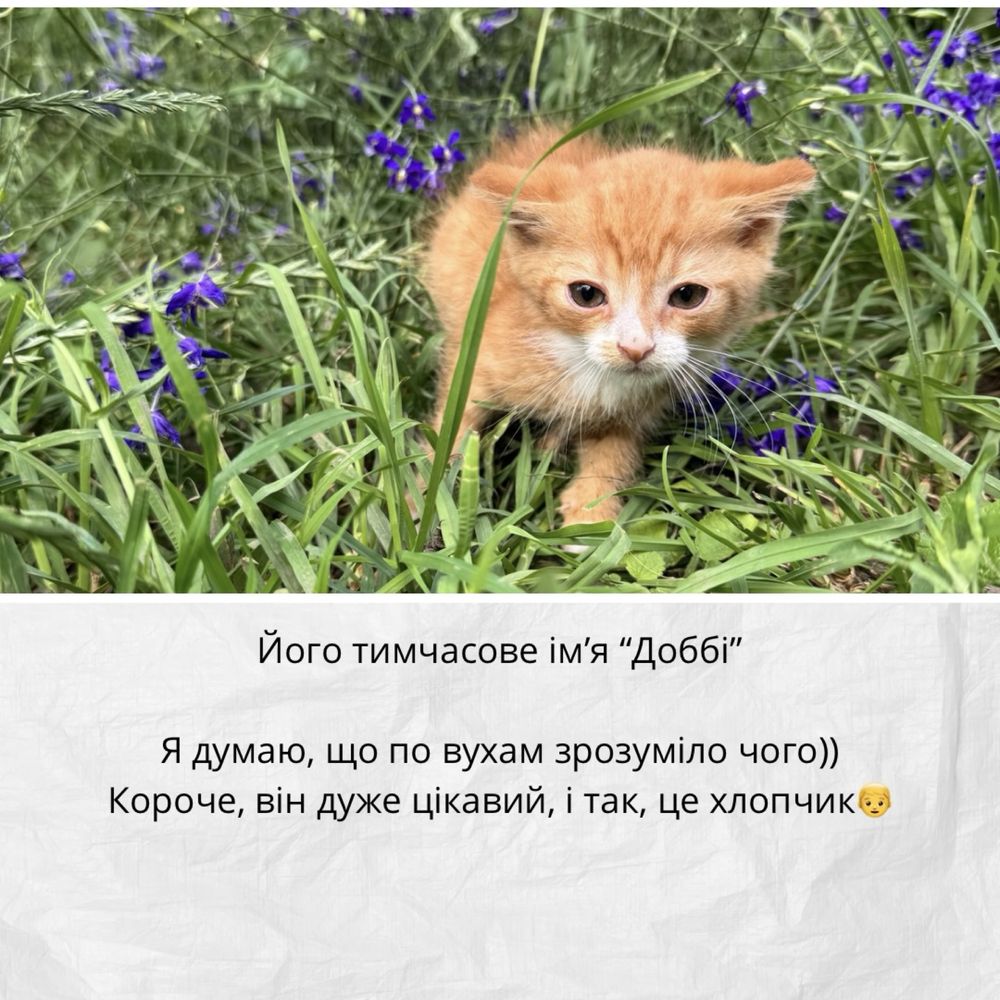 Кошеня шукає любов - хлопчик (1,5 місяці)