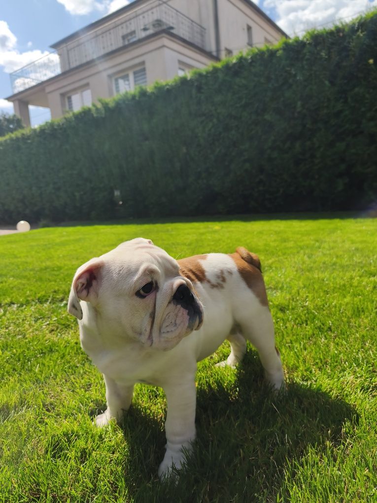 Buldog angielski FCI