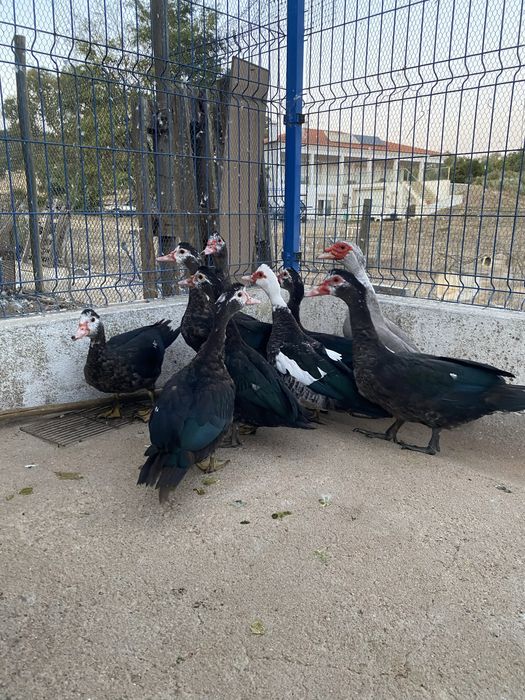 Patos mudos do campo