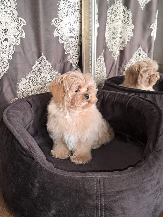 Maltipoo mini Мальчик