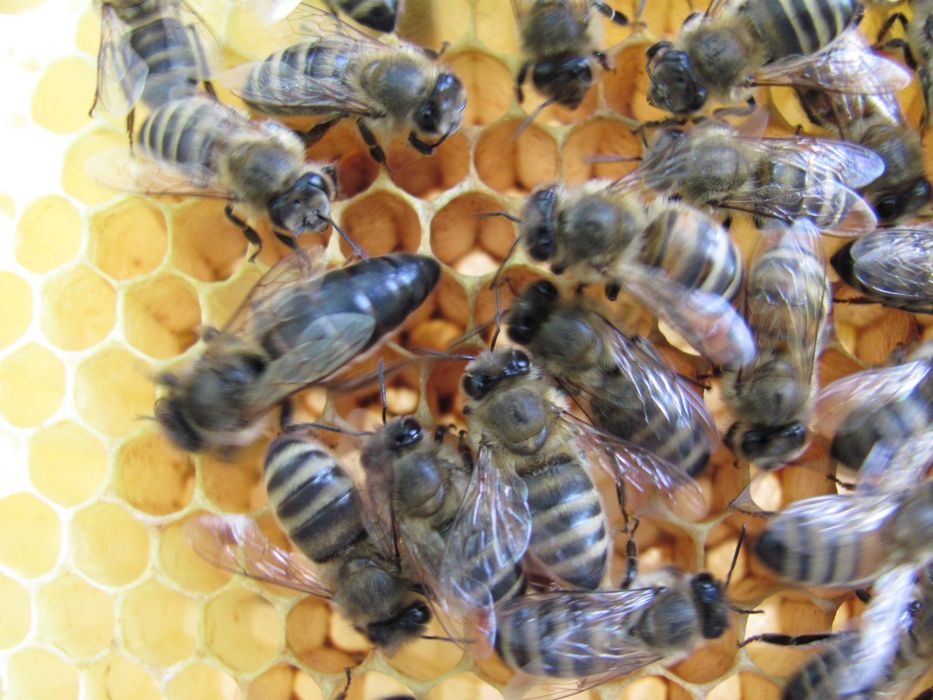 Matki pszczele sezon 2023