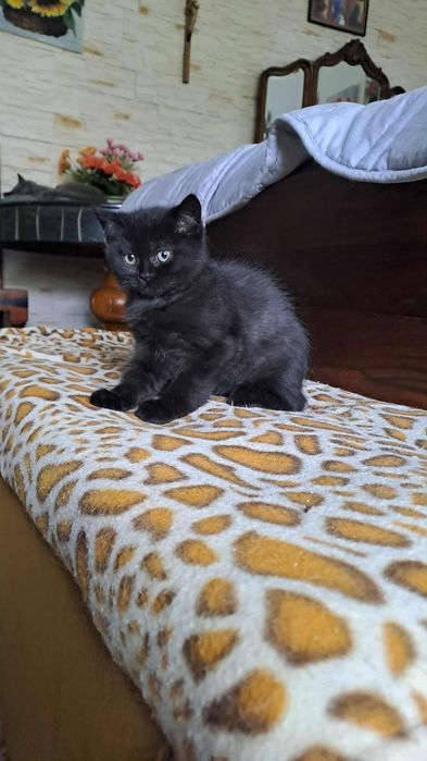 Czarny kocurek brytyjski