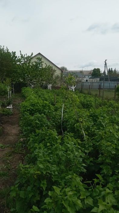 Будинок в самому центрі селища Рокитне Київської області