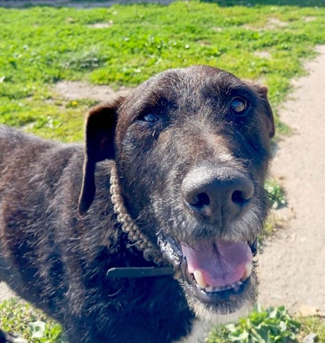 Słodki Baton prosi pięknie o dom ...