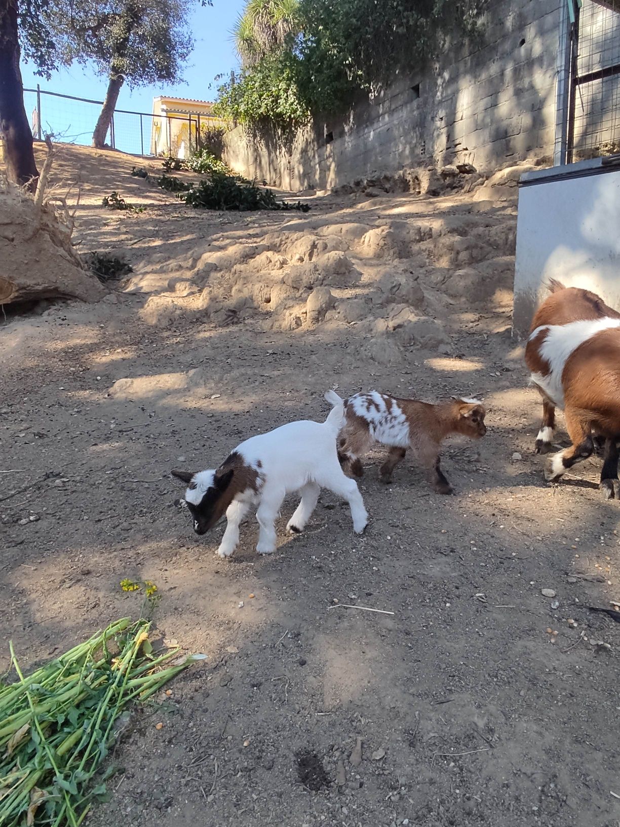 Vendo Cabritos Anas e cabras