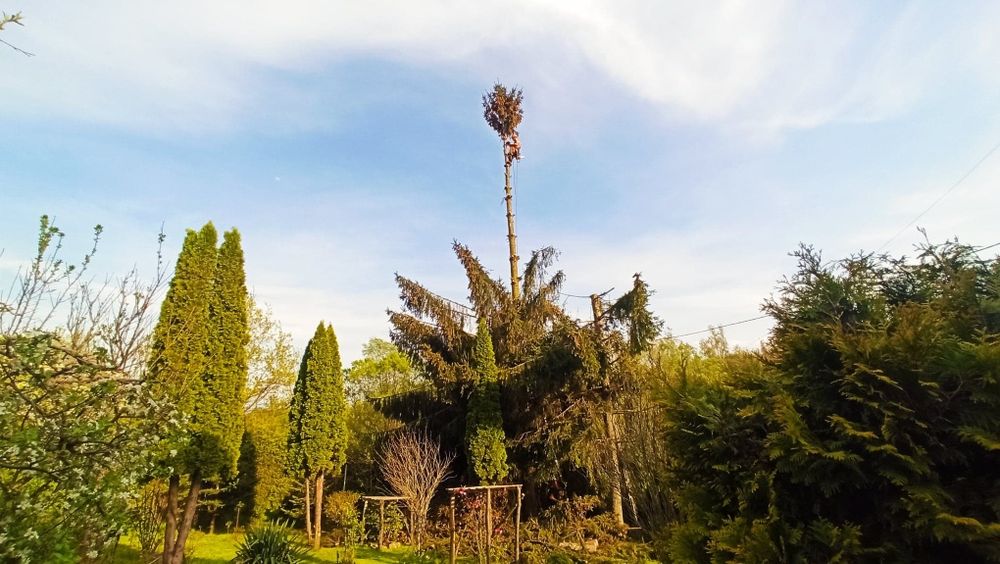 Wycinka drzew, pielęgnacja drzew, zrębkowanie gałęzi, frezowanie pni