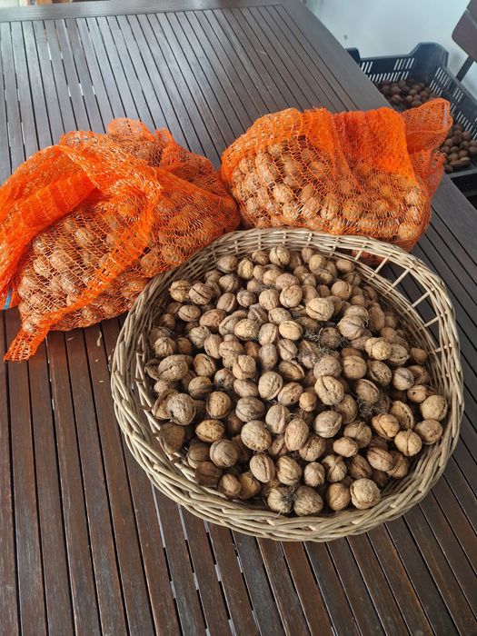 Orzechy włoskie tegoroczne