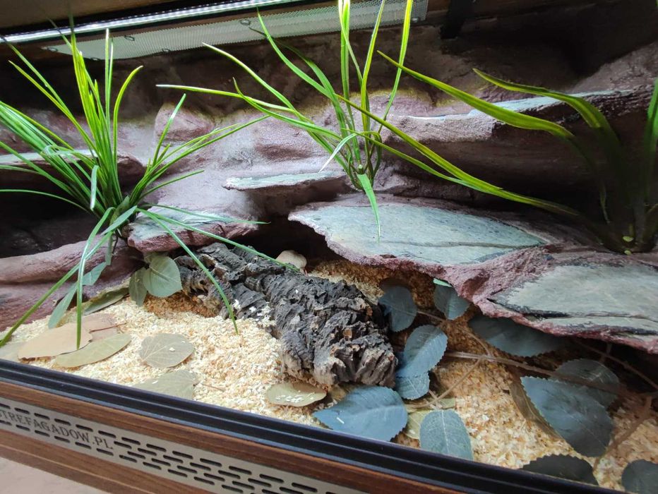 Terrarium tropikalne nr773 100/40/40 dla węża boa pyton DOSTĘPNE