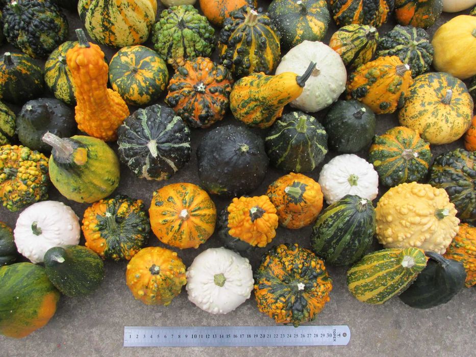 Ozdobna dynia - 18 szt - dekoracyjna