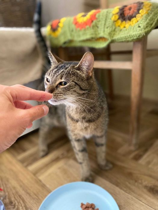 LEIA - młoda kotka do adopcji