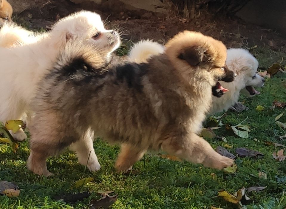 Szpic średni piesek