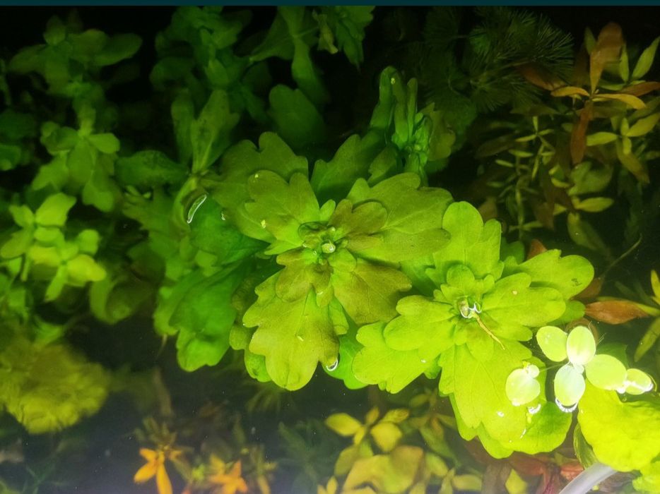 AKTUALNE Roślina akwariowa Dębówka meksykańska