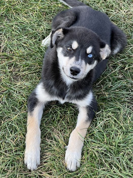 Віддам щенят в добрі руки