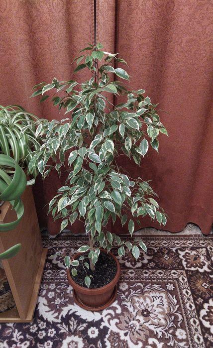 Фикус Бенджамина