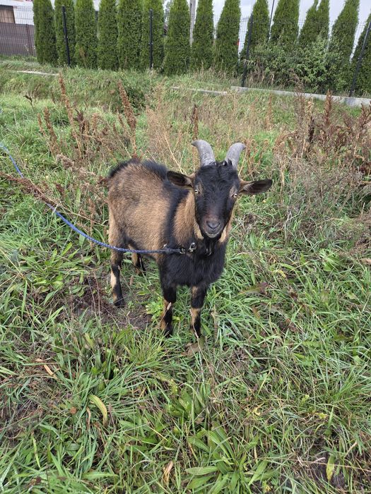 Sprzedam koziołki miniaturki