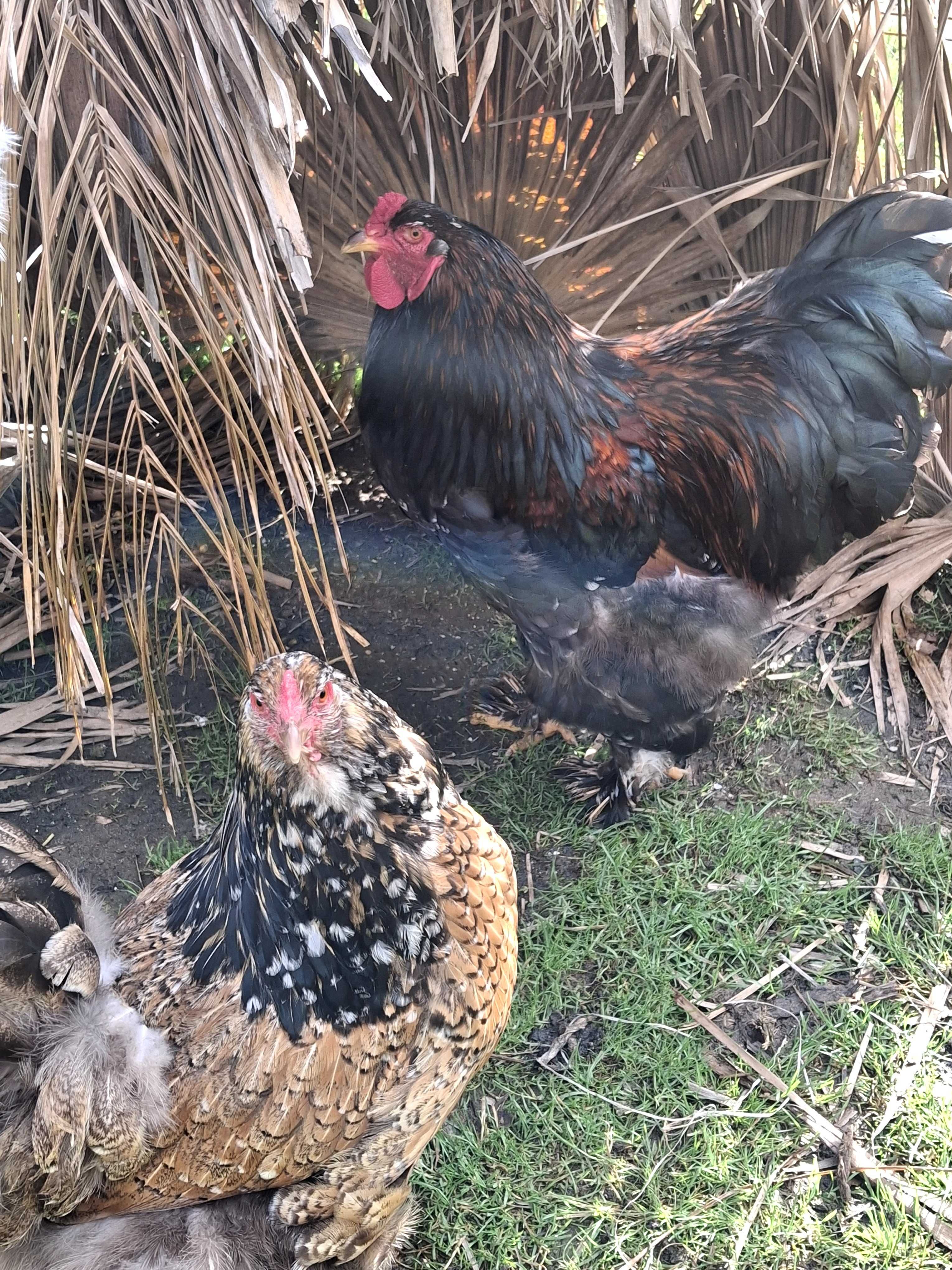 Vendo ovos e pintos brama milflores jersey gigante negro e azul