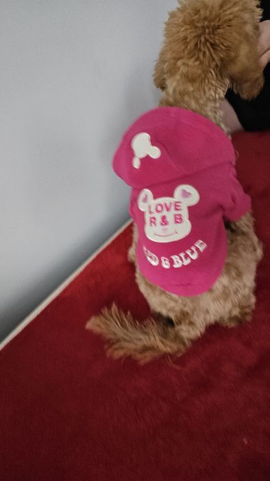 kurtka, bluza, dla psa