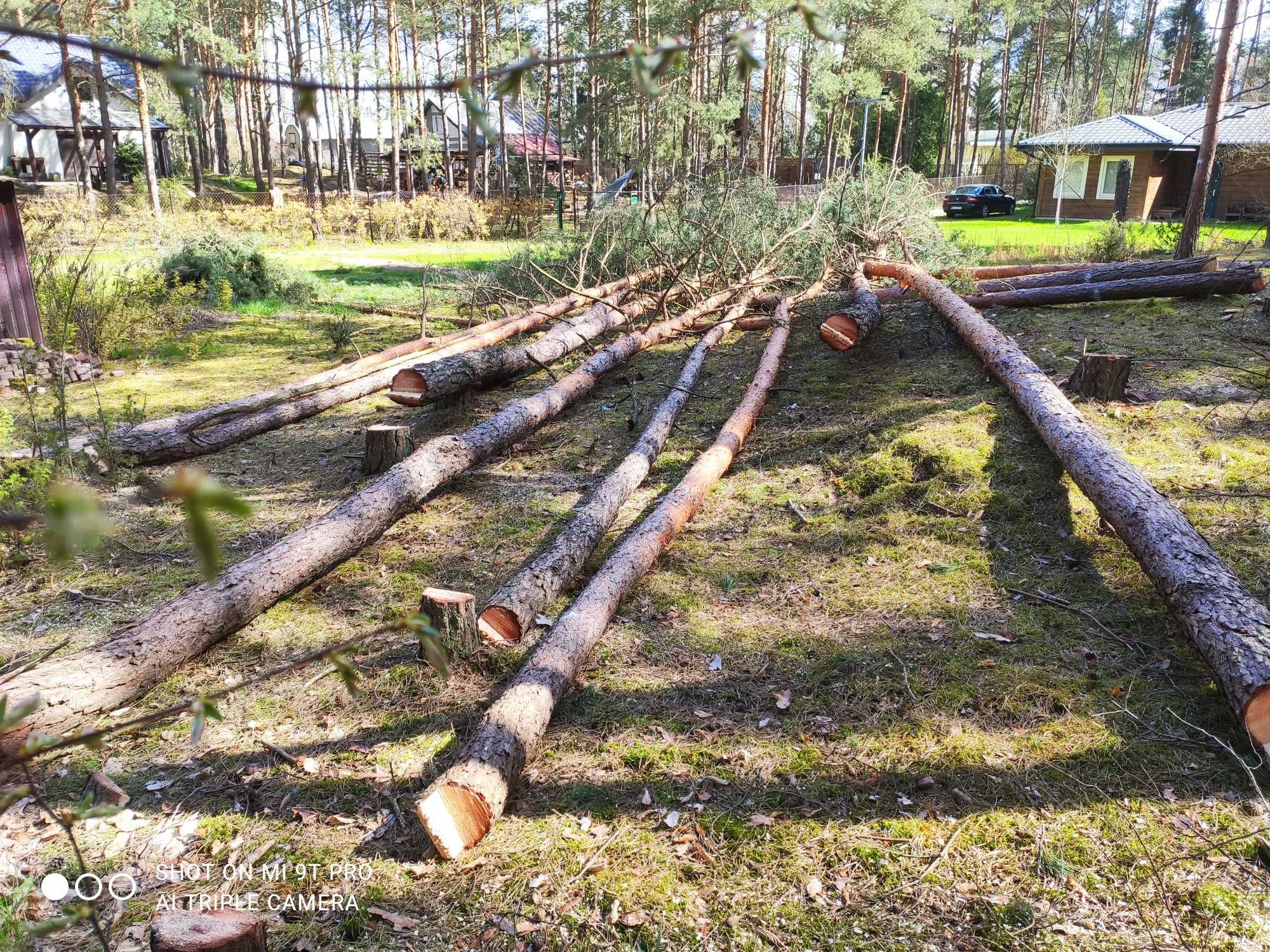 Wycinka drzew i krzewów rębak wynajem mielenie gałęzi