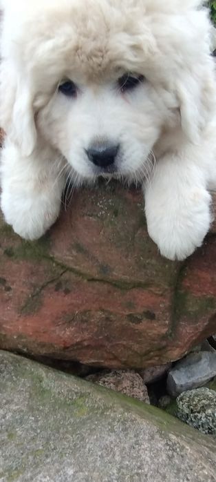 Zapraszam do kupna suczka owczarka podhalańskiego