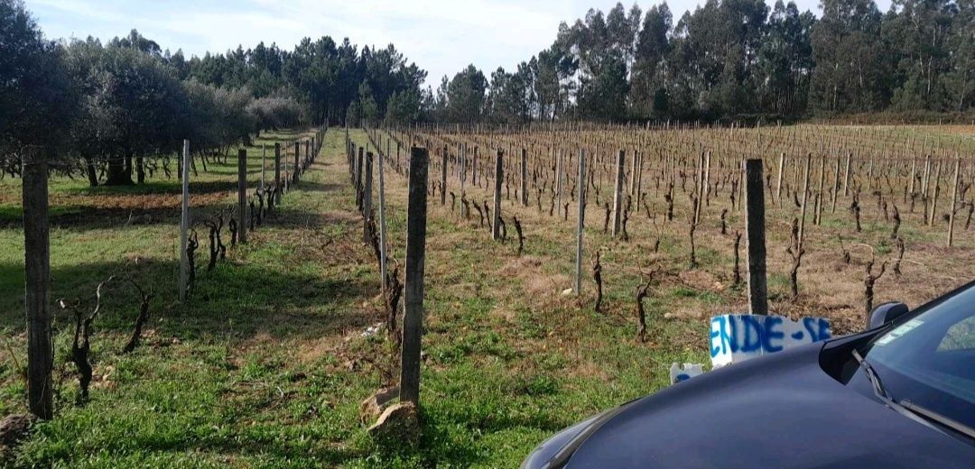 Vinha em Paço, Botão, Coimbra