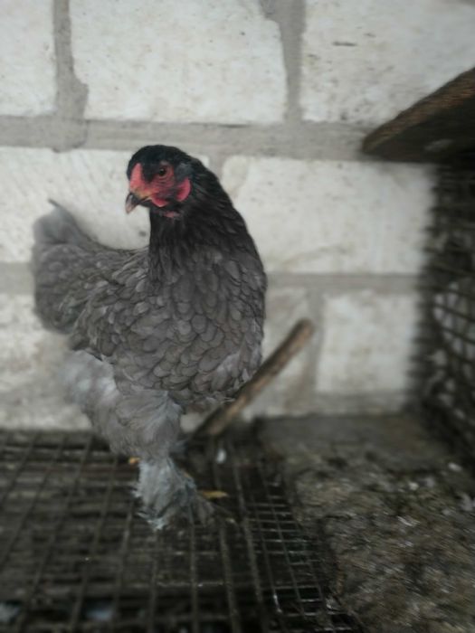 Інкубаційне яйце чистокровних курей породи Брама Блакитна.