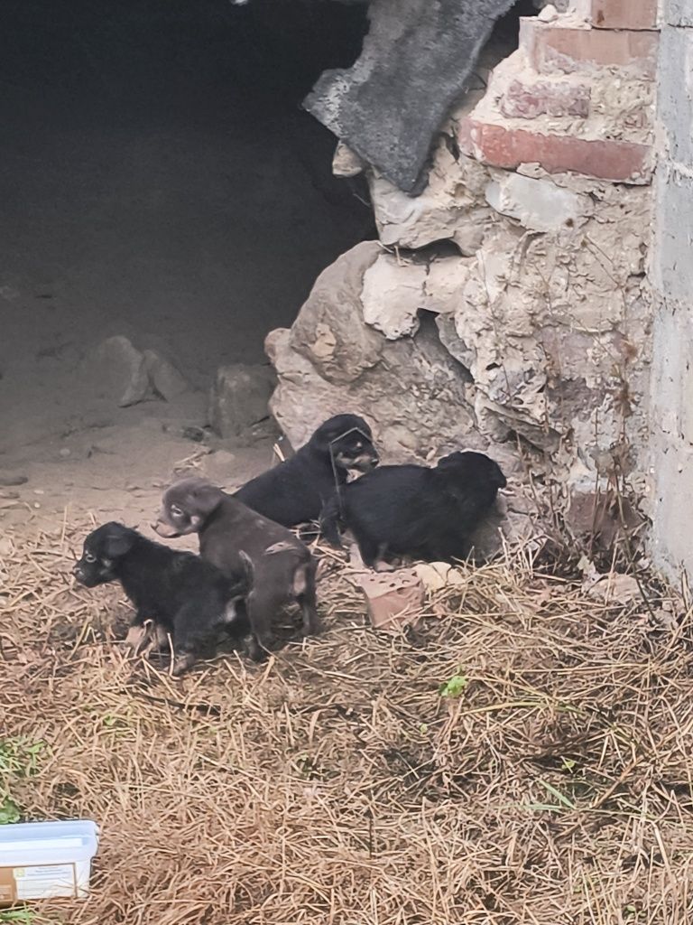Do oddania, za darmo malutkie pieski