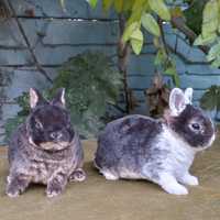 Кролики из питомника породы карликовый мини рекс