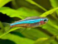 Neon zielony (Paracheirodon simulans) POLSKI pow. 10szt po 4zł