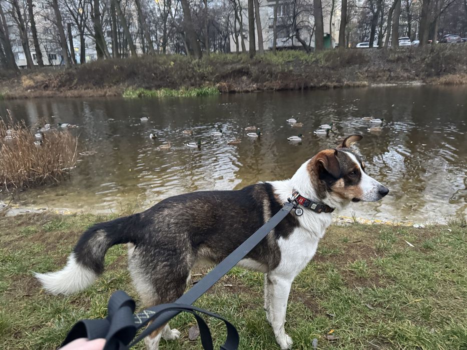 Дуже красивий молодий пес БЕЗКОШТОВНО