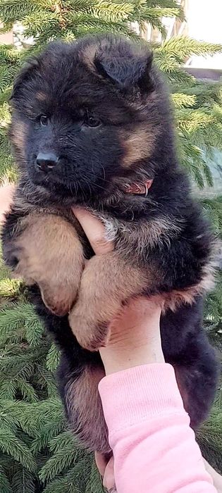 Високопорідні цуценята