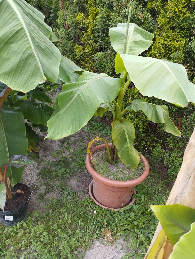Bananowiec około 150 cm albo 180 i największy 240 cm  awokado 160cm