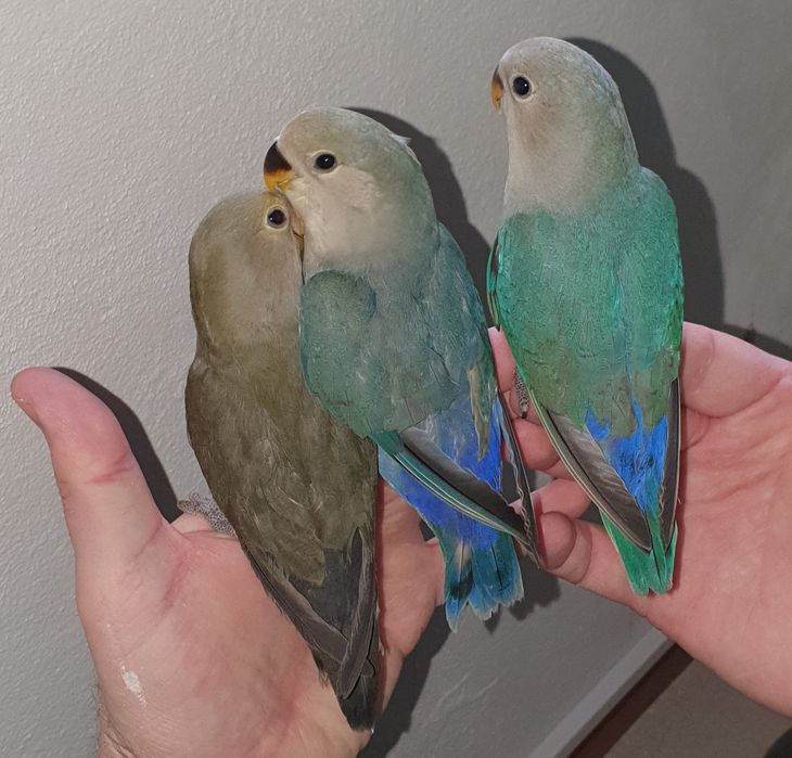 Agapornis Roseicollis Opalinos para criar à mão ou adultos