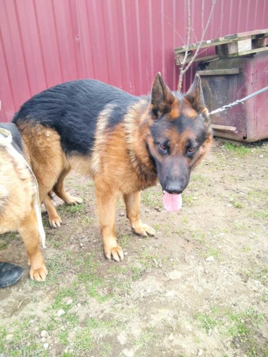 Продам німецьку вівчарку,дівчинку.
