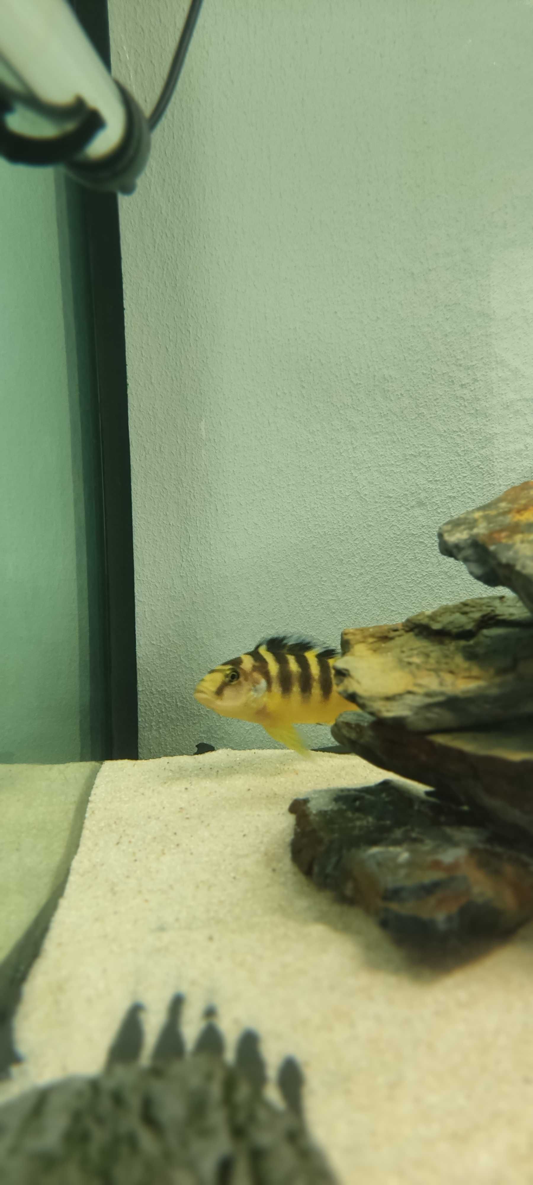 Ciclideos africanos - Pseudotropheus crabro (Abelha)