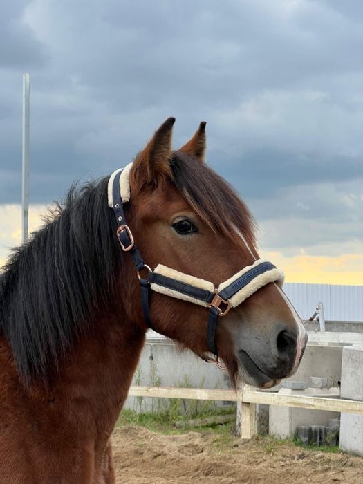 Dragon, koń zimnokrwisty