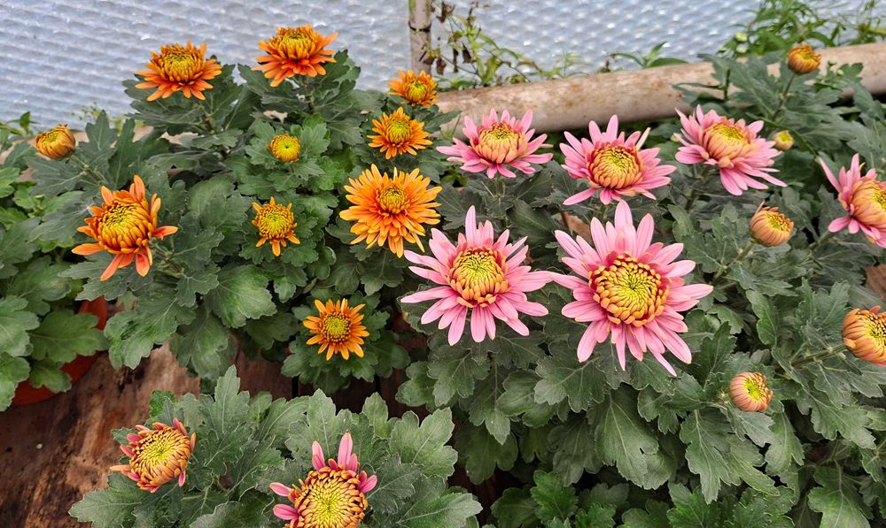 Sprzedaż chryzantem Kożuchów i Strzyżów