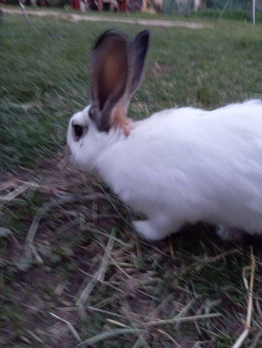 Sprzedam Młodą Samicę